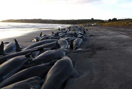 Deze massastranding van Grienden op de Tasmaanse kust zou ook toegeschreven worden aan het gebruik van sonar (foto: Kangaboy.net)