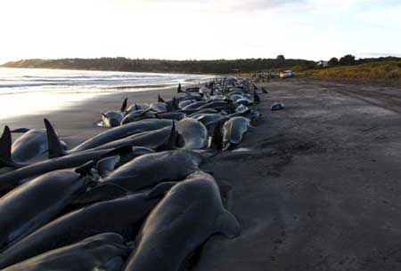 Deze massastranding van Grienden op de Tasmaanse kust zou ook toegeschreven worden aan het gebruik van sonar (foto: Kangaboy.net)