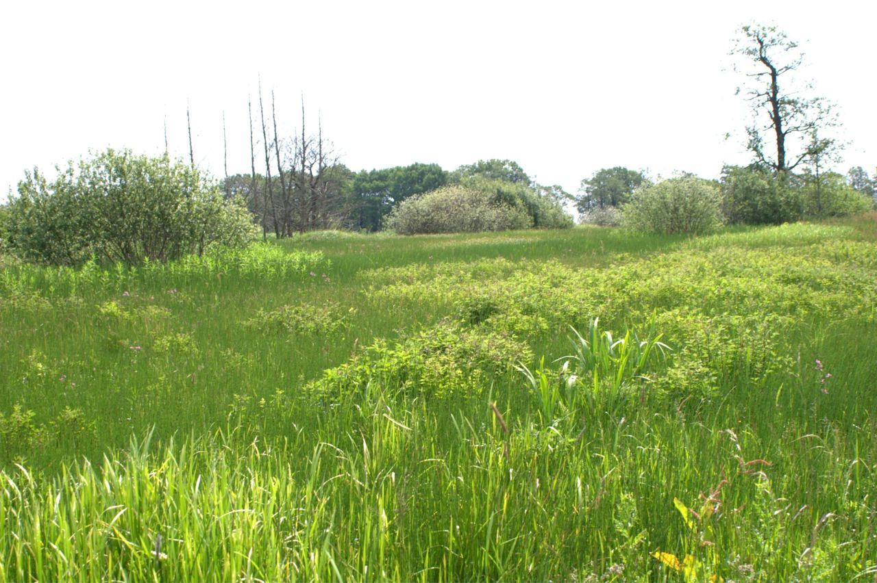 Beekdalgrasland nabij Assen (foto: Jöran Janse)