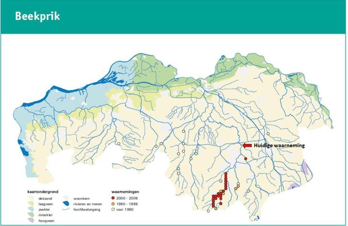 Beekprikken in Noord-Brabant (figuur: Waterschap De Dommel en ARCADIS)