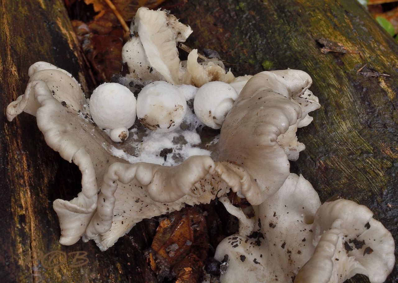 Beginstadium van de Parasietbeurszwam (foto: Piet Brouwer)