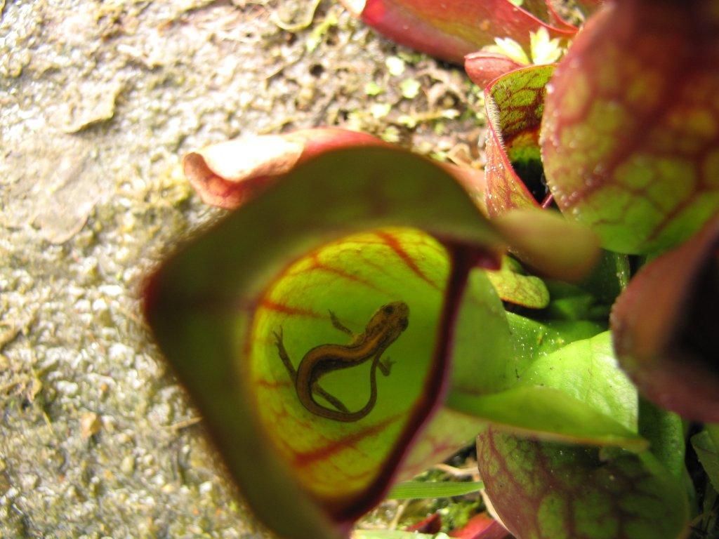 Bekerplant met salamander (foto: Kees Vonk)