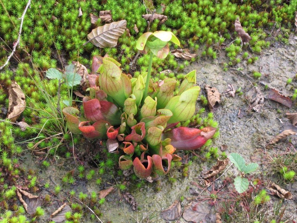 Bekerplant (foto: Kees Vonk)