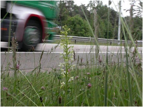 De zeldzame Bergnachtorchis werd aangetroffen in de kalkrijke bermen van Maasmechelen (Foto: Roosmarijn Steeman)