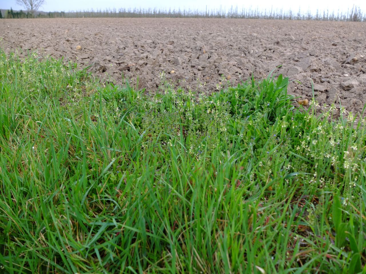 Bloemrijke berm waarin Handjesereprijs werd herontdekt (Foto: Kevin Lambeets)