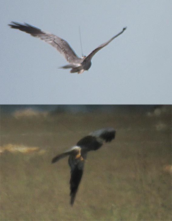  Van een Franse waarnemer kregen we foto’s toegestuurd van een Grauwe Kiekendief met satellietzender. Hij bleek op 7 september in het natuurreservaat Coussouls de Crau het Duitse mannetje ‘Kees’ voor de lens te hebben gekregen (foto: Guillaume Paulus)