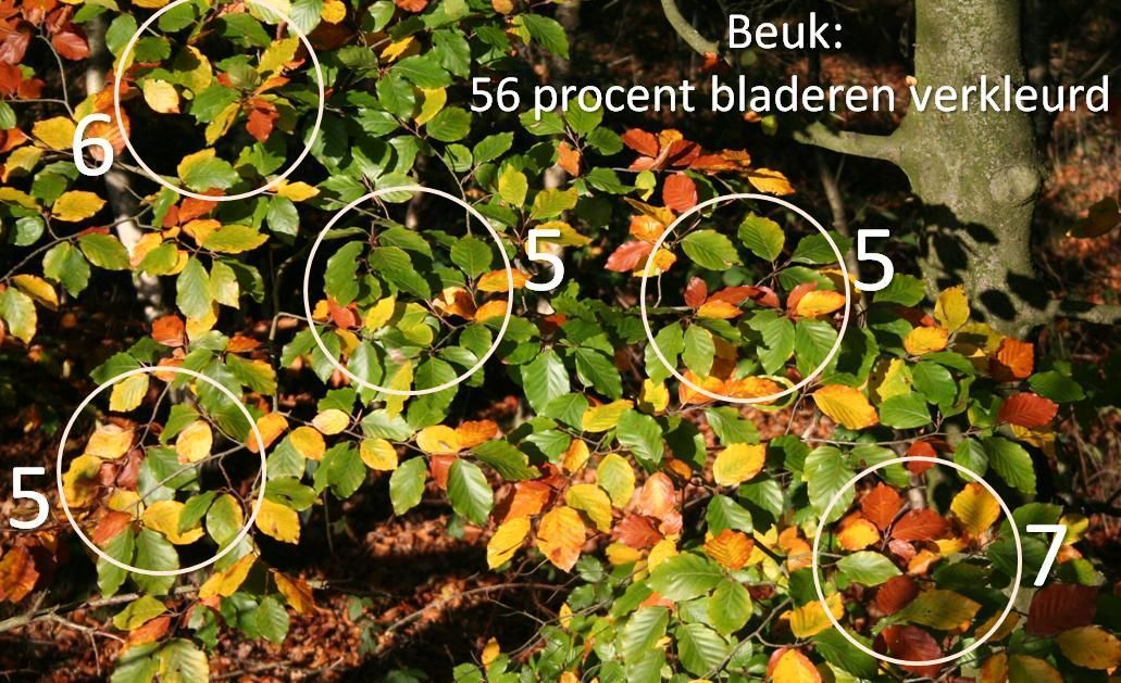 Beuk, 56 procent herfsttint. De cijfers geven een schatting van het aantal bladeren dat verkleurd is van tien willekeurig gekozen bladeren binnen de witte cirkel (foto: Arnold van Vliet)