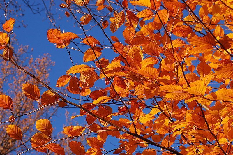 Herfstbladeren beuk (foto: Derek Ramsey) 