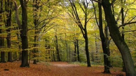 Beukenbos in herfstkleur (foto: Arnold van Vliet)