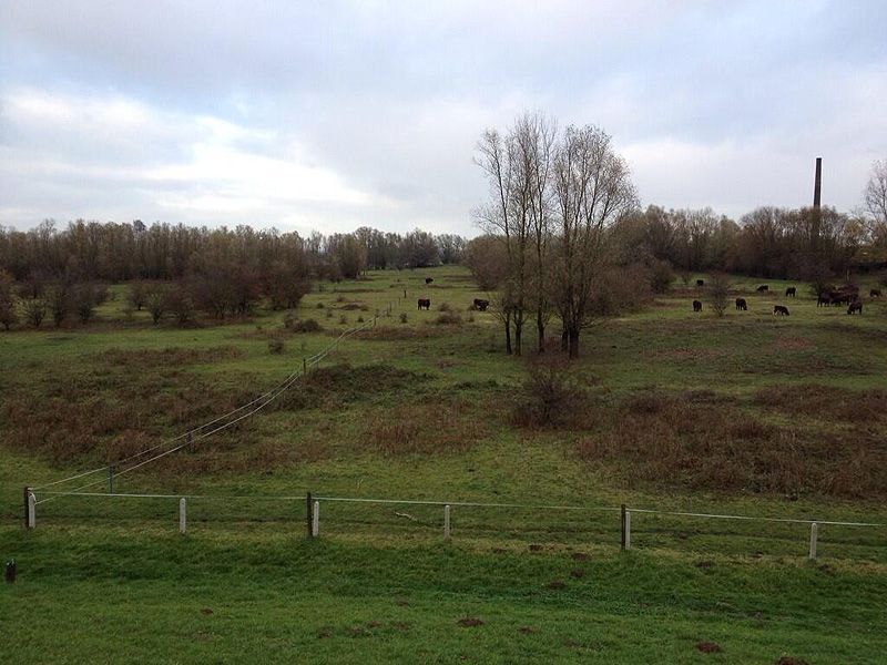 Schriklint uitgezet in de Beuningse ter voorbereiding op een vangactie half december (foto: Jos Cornelissen)