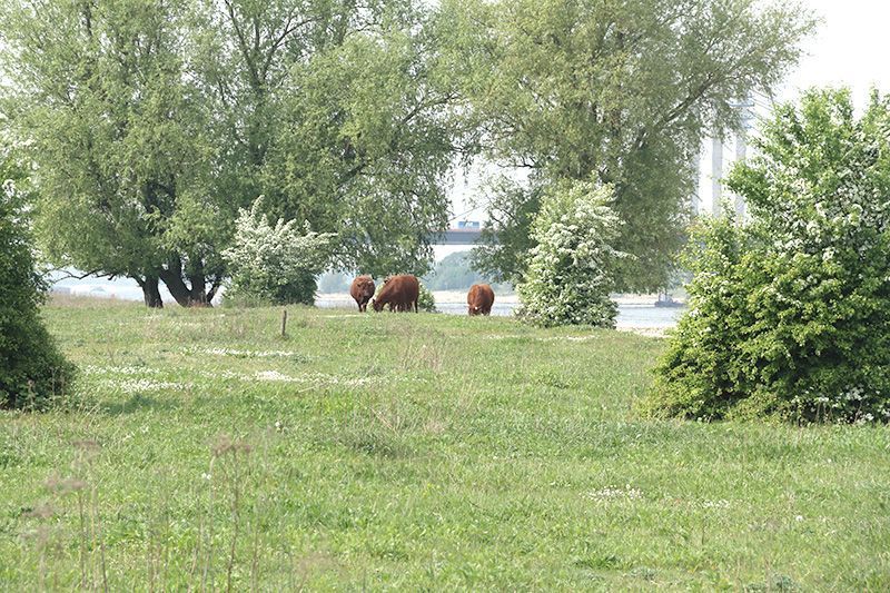 De Beuningse uiterwaarden eind april, er staat nog slechts een enkele bruine stengel, er is volop ruimte voor een nieuw groeiseizoen (foto: Roeland Vermeulen)