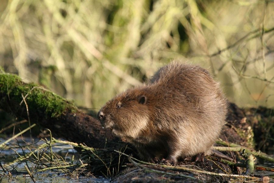 Bever (foto: Bart Beekers)