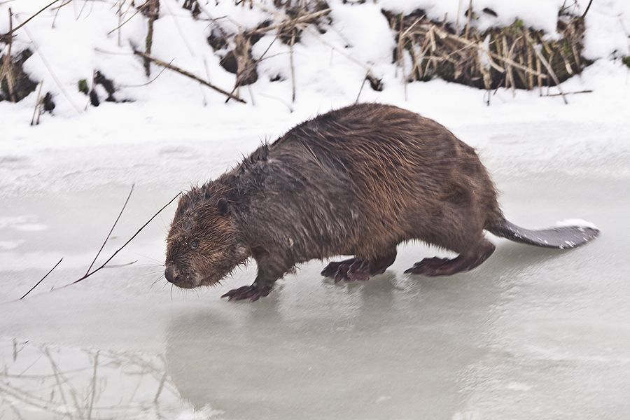 Bever op het ijs (foto: Wilco Busstra)