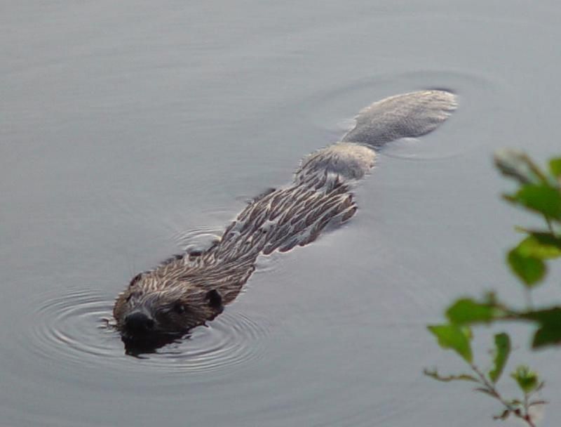 Een Bever heeft een karakteristieke afgeplatte geschubde staart (foto: Goedele Verbeylen)