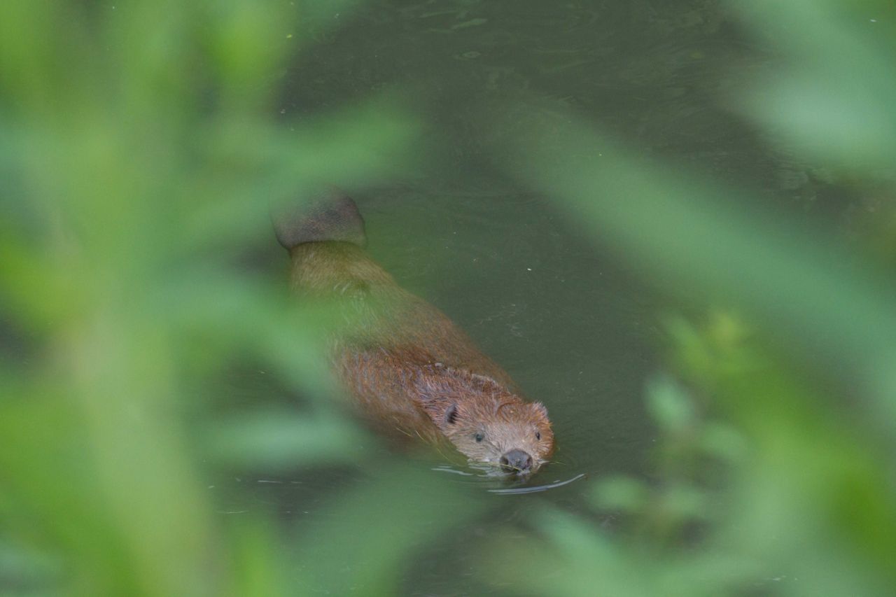 Na een lange afwezigheid, dook de Bever nu ook op in Molsbroek (foto: Kristijn Swinnen)