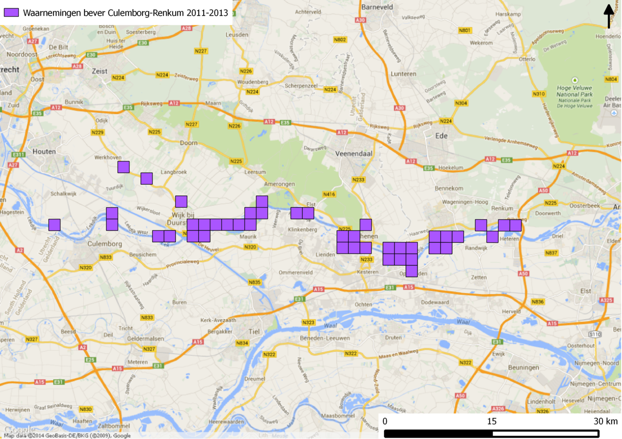 Verspreidingskaart bevers in Culemborg-Renkum 2011-2013 (bron: NDFF en Zoogdierdatabank)