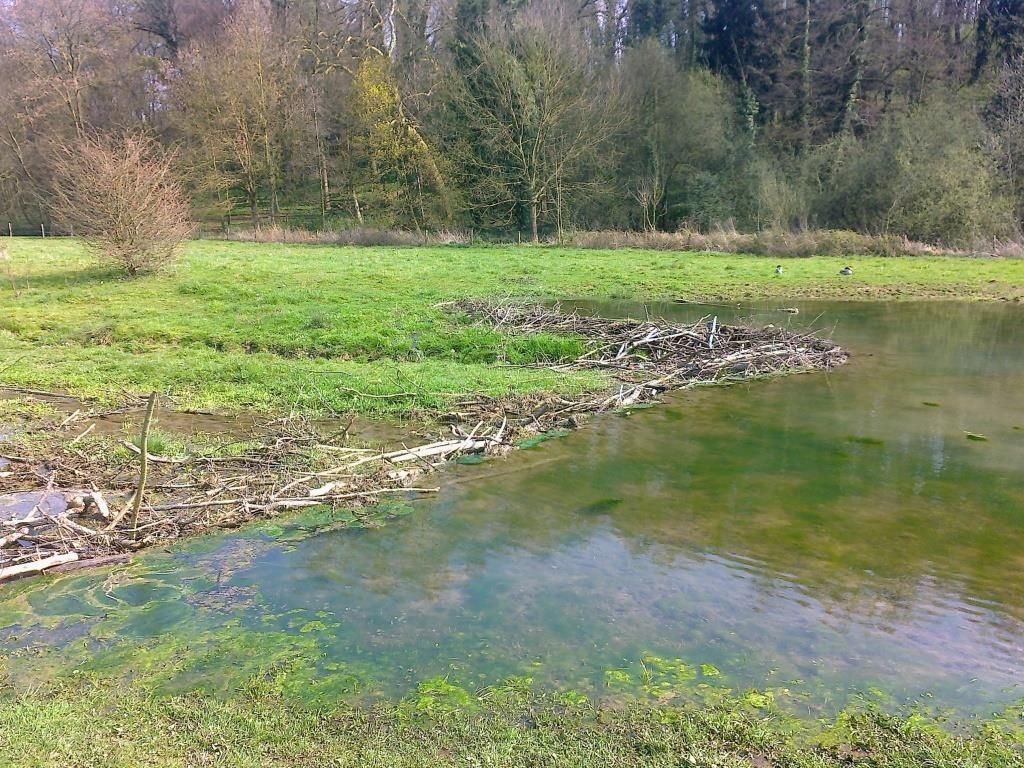 Beverdam in de Hemelbeek bij Elsloo (foto: Hettie Meertens, ARK)