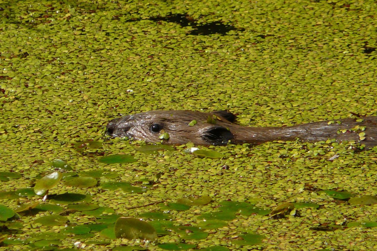 Jonge bever in het kroos (foto: M. Kaandorp en C. Lange)