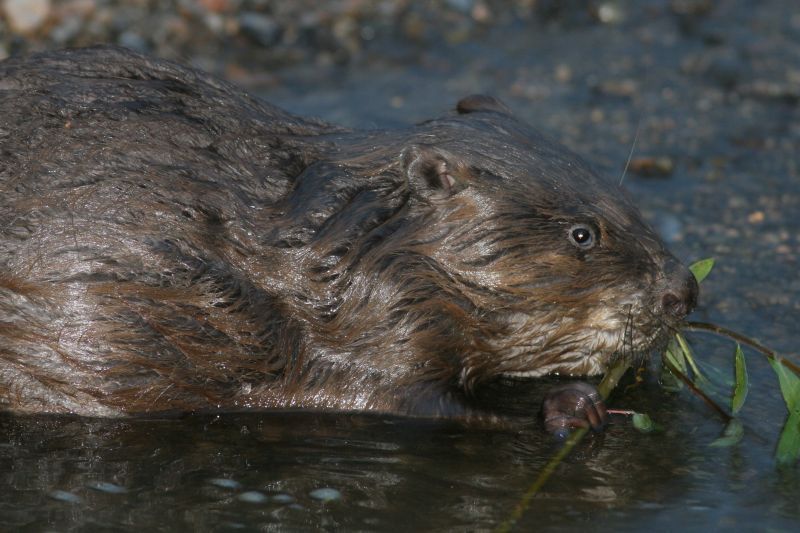 Bever (foto: Mark Zekhuis)