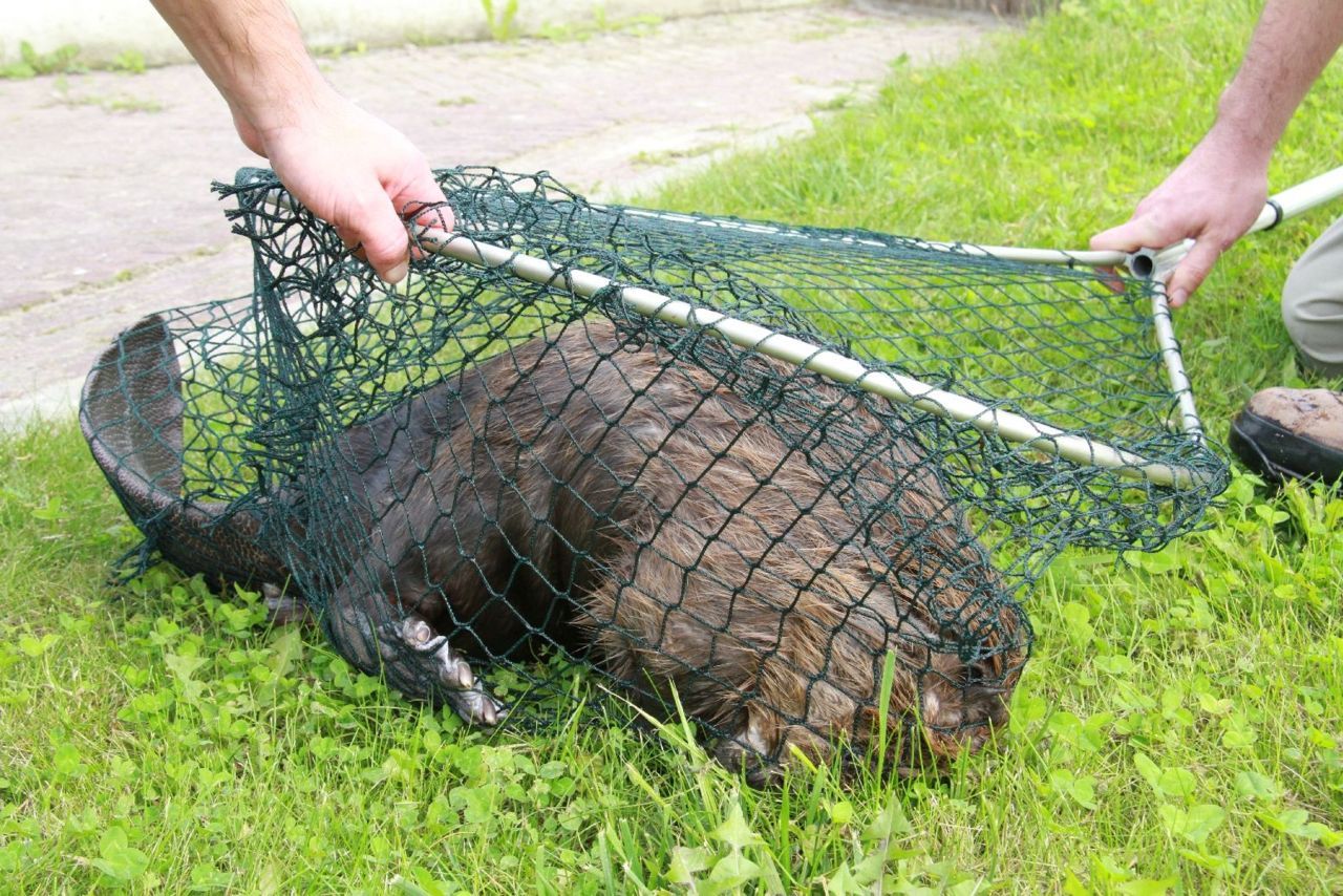 Ondanks de professionele aanpak en de goede zorgen van de mensen van het Natuurhulpcentrum, is de Bever de volgende dag alsnog gestorven, vermoedelijk door uitputting. (foto: Griet Nijs)