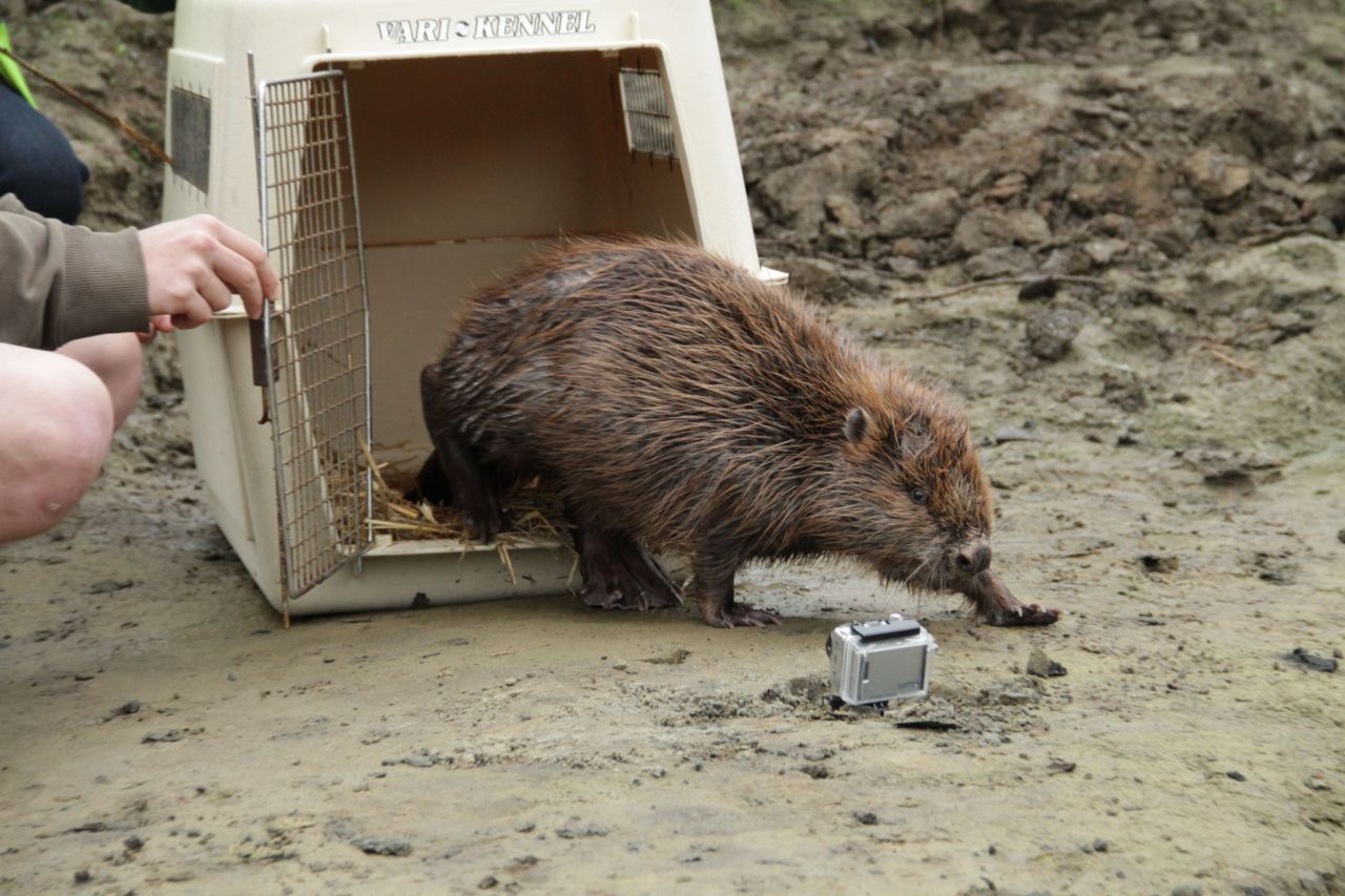 Deze Bever heeft zijn uitstap naar het centrum van Leuven overleefd en werd gezond en wel terug losgelaten. (Foto: Kristijn Swinnen)