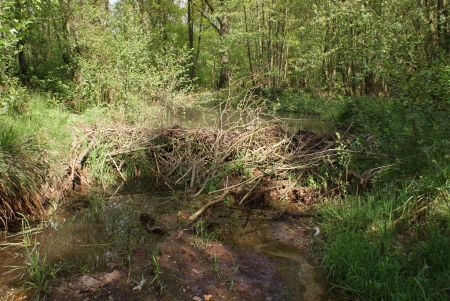 Beverdam in Eckeltsebeek te Limburg (foto: Jos Hoogveld)