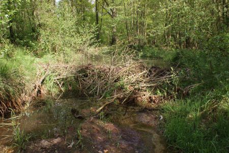 Beverdam in Eckeltsebeek te Limburg (foto: Jos Hoogveld)