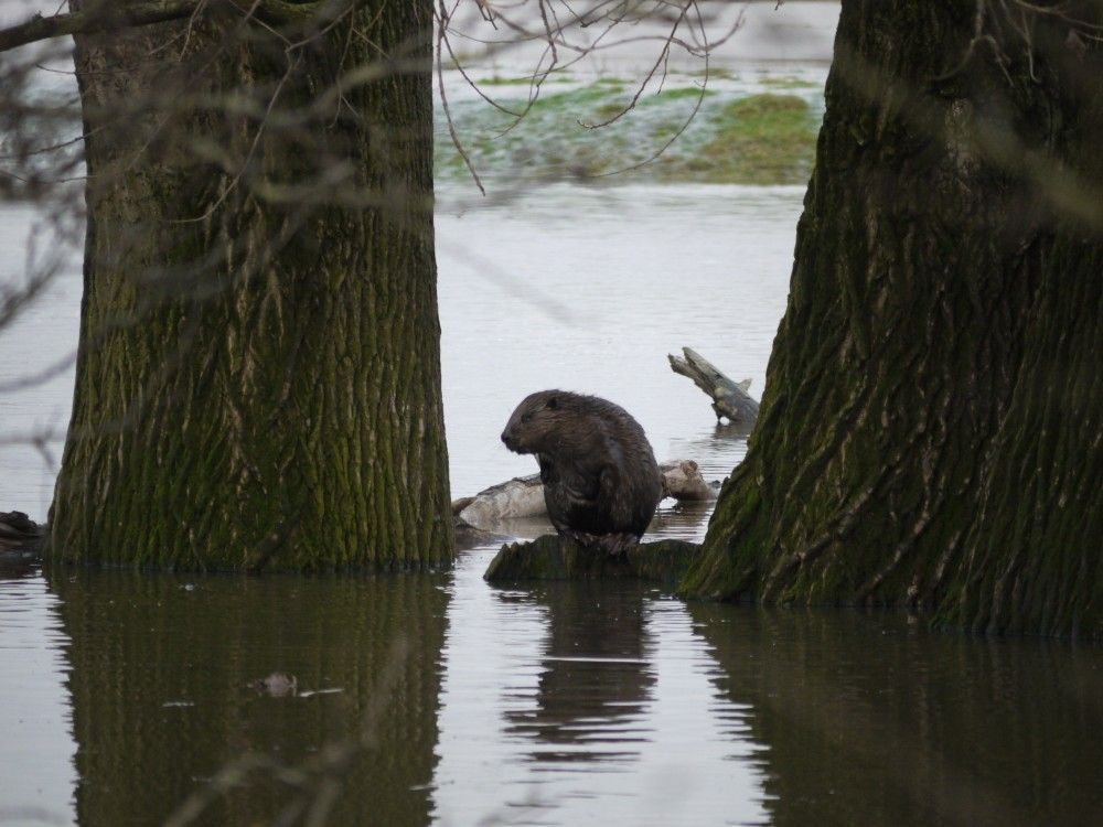 Bever (foto: Willy de Koning)