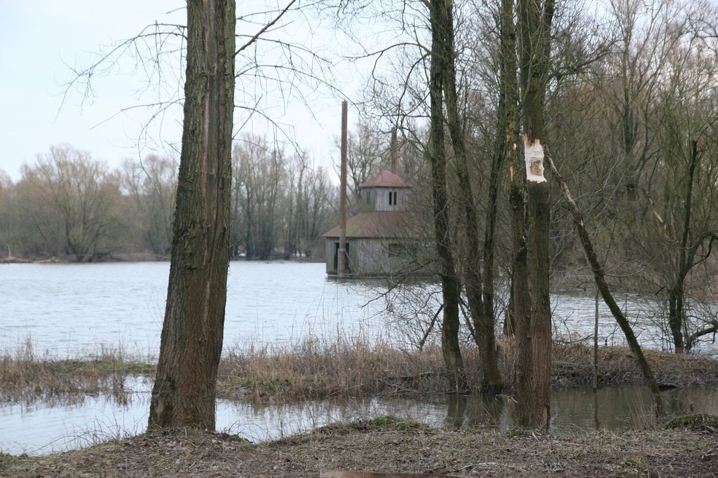 Beversporen meters boven de grond (foto: Bart Beekers, ARK)