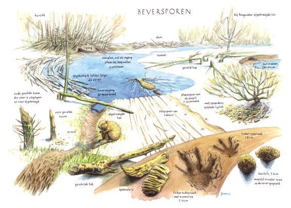 Zoekkaart beversporen (afbeelding: Jeroen Helmer)