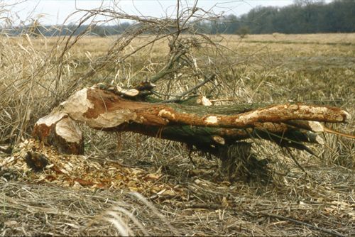 Bevervraat aan wilg (foto: Vilmar Dijkstra)