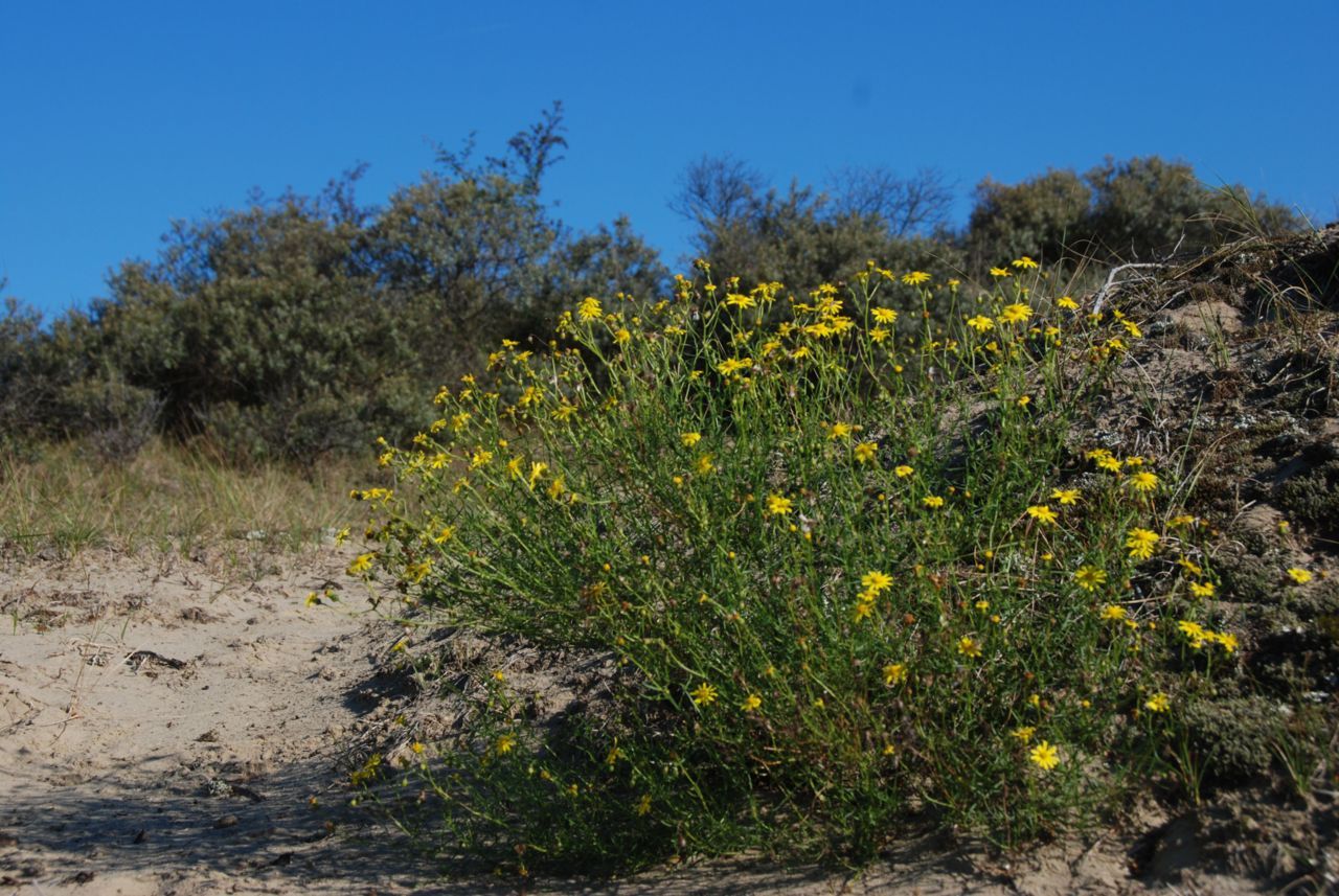 Bezemkruiskruid in de duinen (foto: Wout van der Slikke)