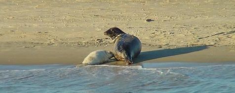 Jonge zeehond drinkt bij moeder (foto: Bram Fey)