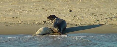 Rust is van levensbelang voor jonge zeehonden (foto: Bram Fey)