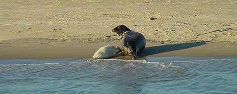 Rust is van levensbelang voor jonge zeehonden (foto: Bram Fey)