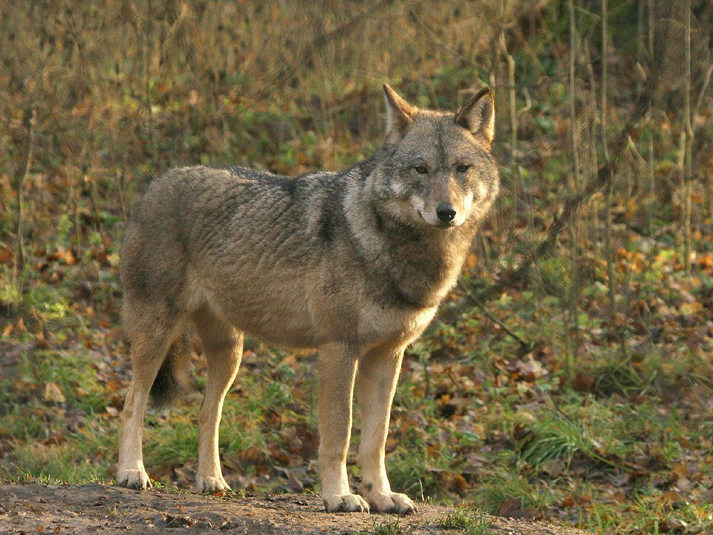 De wolf is een van de meest mythische dieren van het continent. (foto: Leo Linnartz)