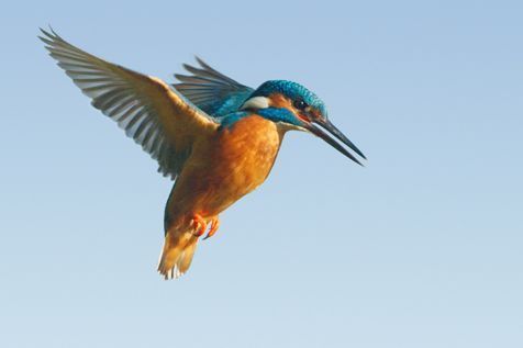 Biddende ijsvogel (foto: Jeroen Stel)