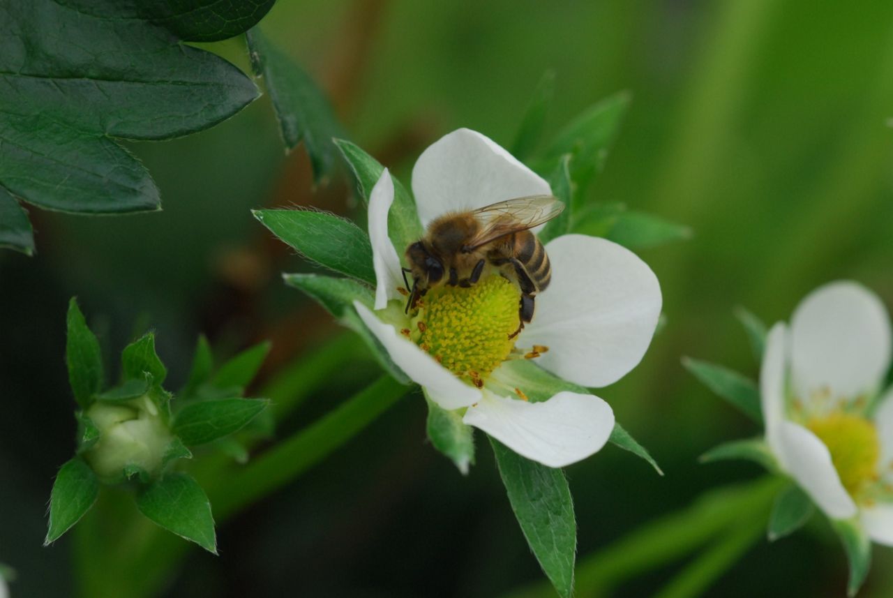 Bij op bloem van aardbei (foto: Bram Cornelissen)