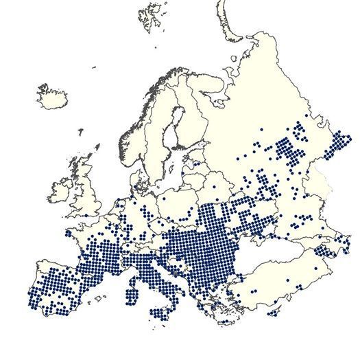 Voorlopige broedverspreiding van de bijeneter (kaart: EBCC)