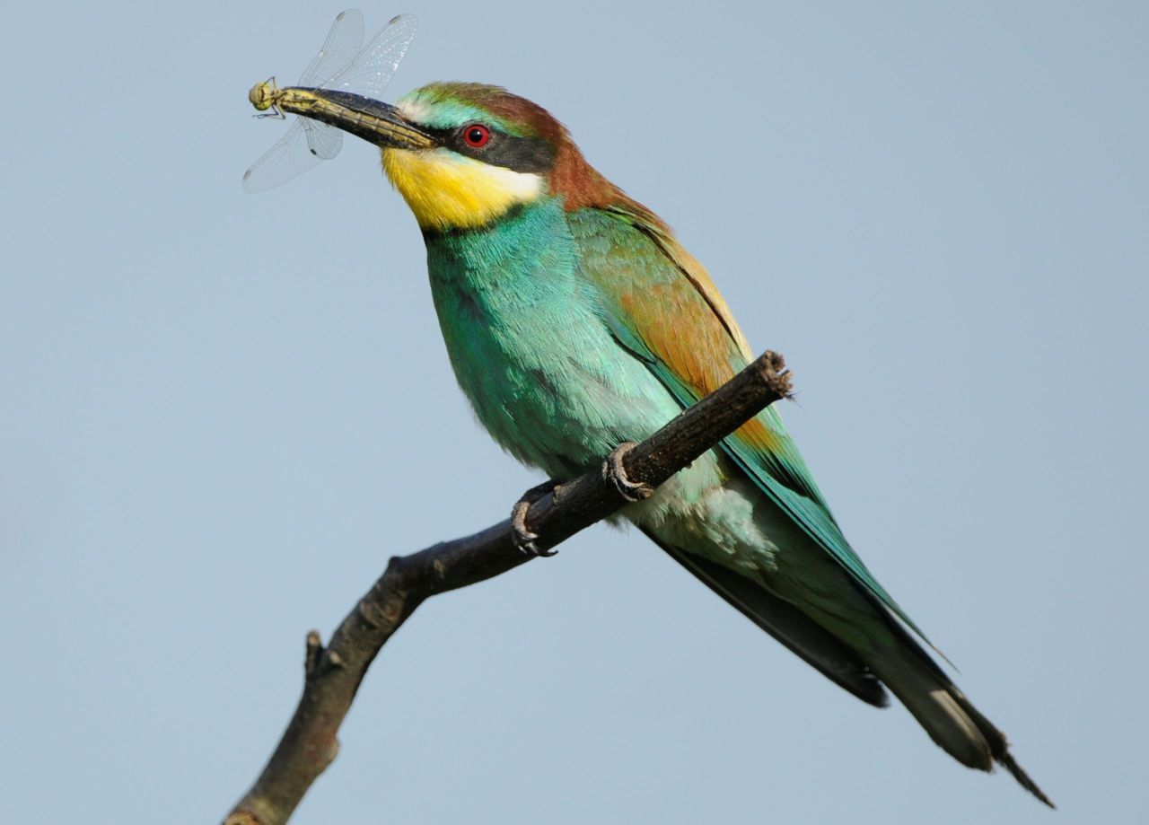 Bijeneter met libelle (foto: Werkgroep Bijeneters Nederland)