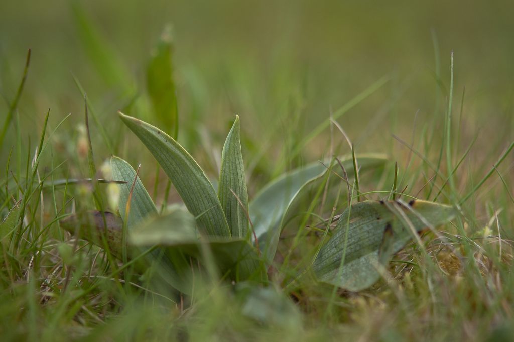 Bijenorchis (Ophrys apifera) is een van de meest algemeen voorkomende orchideeën met een bladrozet in de winter (foto: Mark Meijrink)