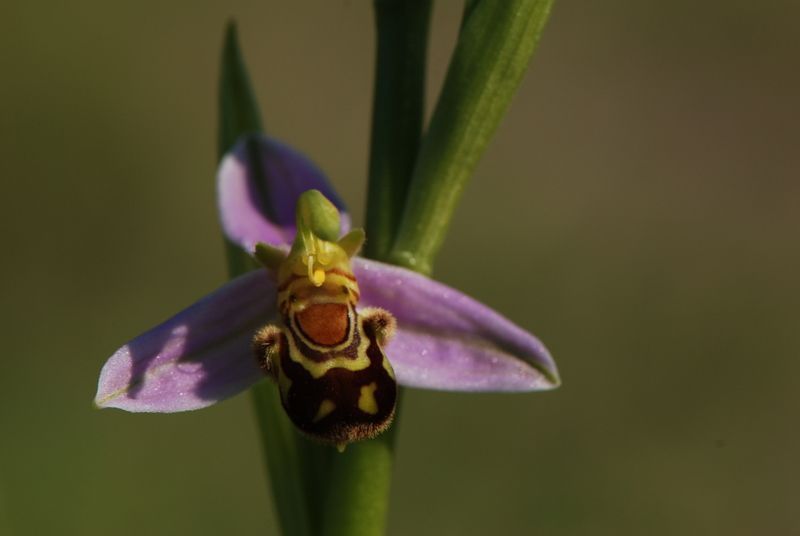 Bijenorchis (foto: Wout van der Slikke)