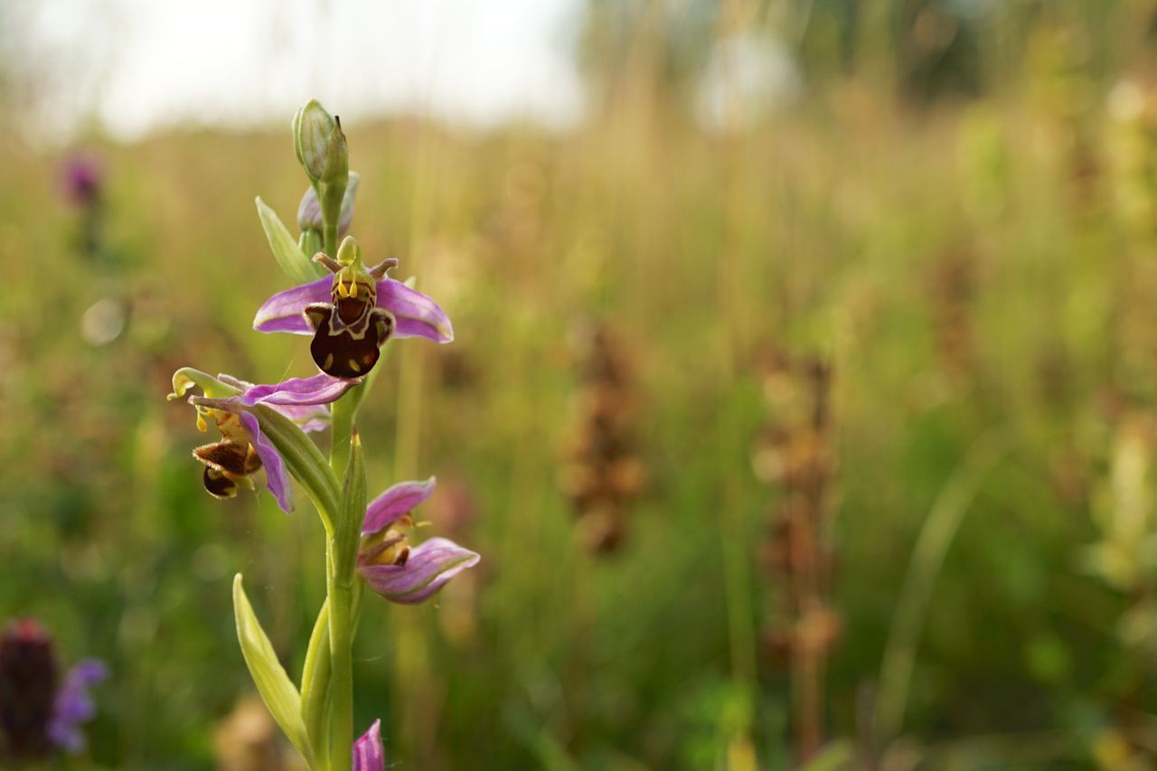 Bijenorchis (foto: Twan Teunissen)