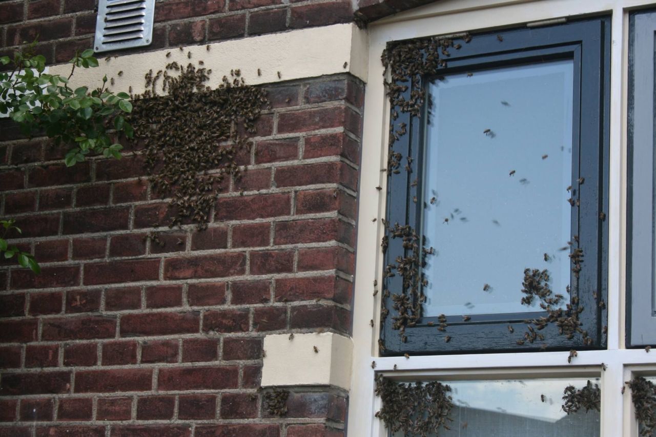 Op raamkozijn In Hengelo op 5 mei (foto: B. Oude Bennink)