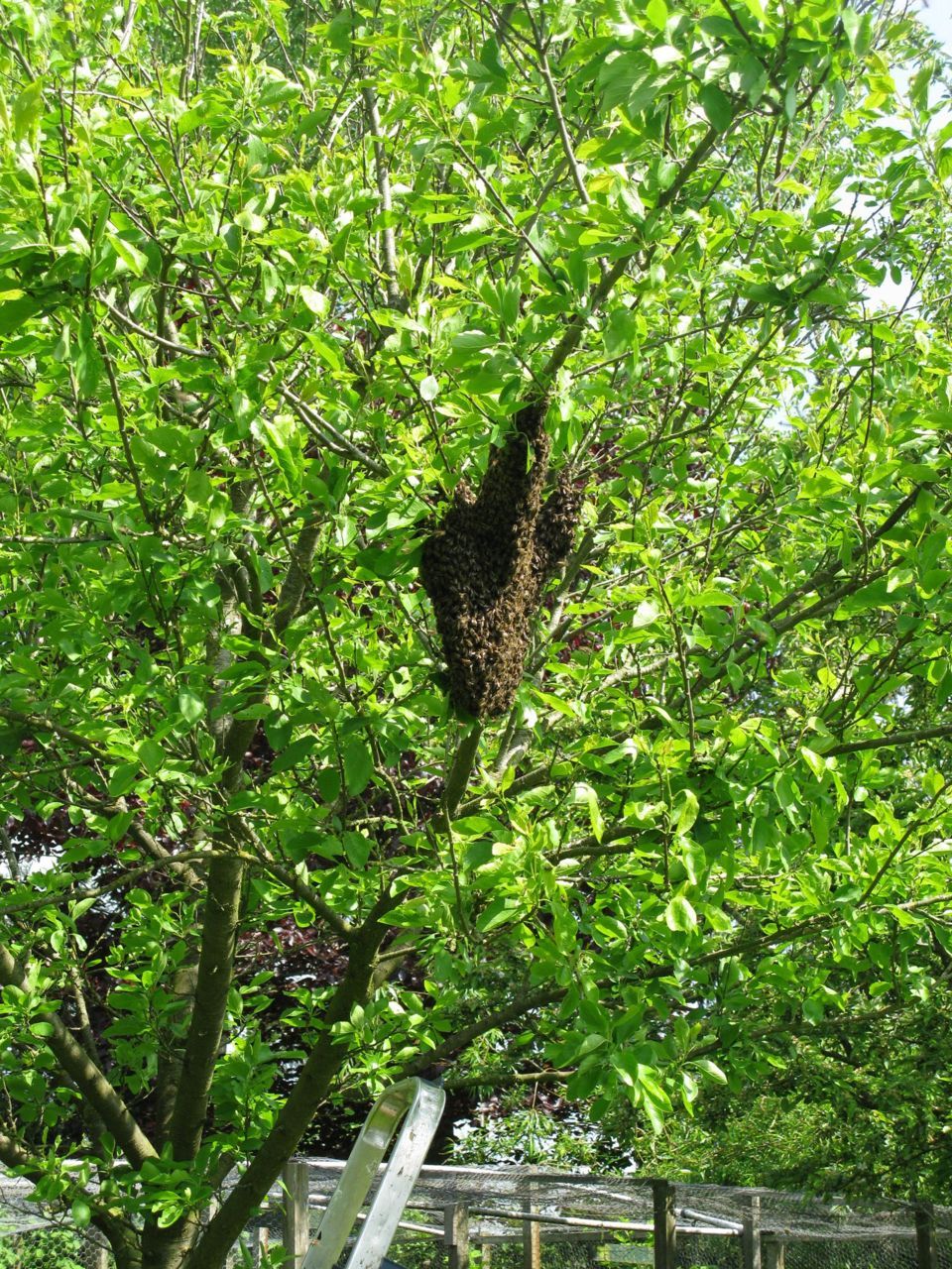 In sierappel op 22 mei in Noordwolde (Fr.) (foto: P. Winkel)