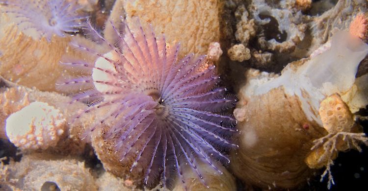 Paarse kokerworm, Oosterschelde (foto: Marco Faasse)