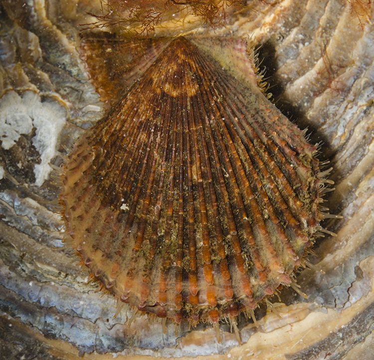 Zeldzame Bonte mantel aangetroffen bij Dreischor, Grevelingenmeer, mei 2014 (foto: Peter H van Bragt)