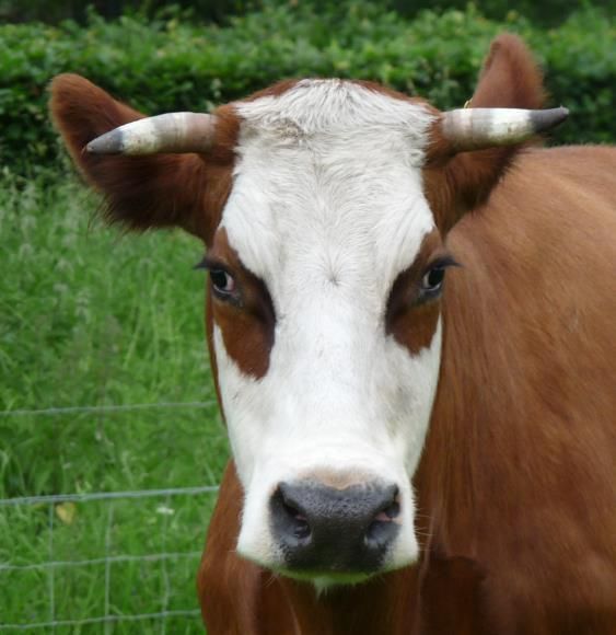 Blaarkoppen zijn uitermate geschikt om natuurhooi te verteren (foto: Marlies Sanders)