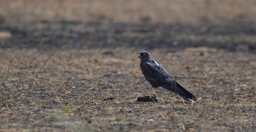 Blacky, het melanistische mannetje in Senegal. Op zijn rug is de logger zichtbaar (foto: Ben Koks)