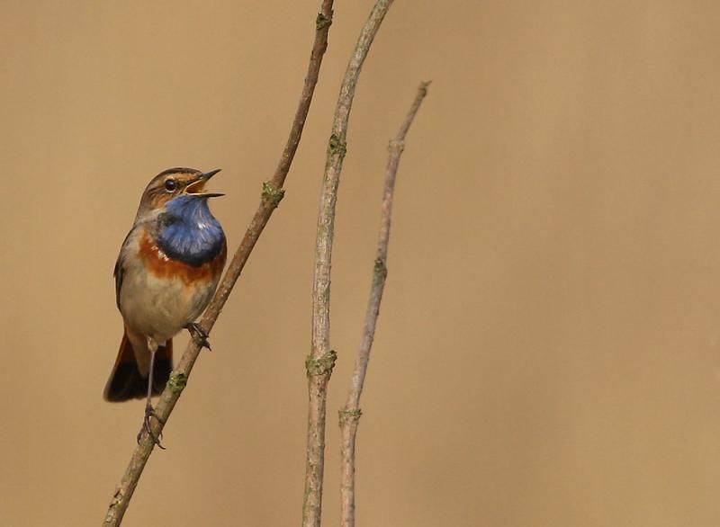 Rond deze tijd zou je Blauwborsten zingend verwachten op hun broedplaatsen, maar nu moeten ze knokken om te overleven. (Foto: Leo Janssen)